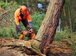 Professional Tree Care  in Grayslake, IL